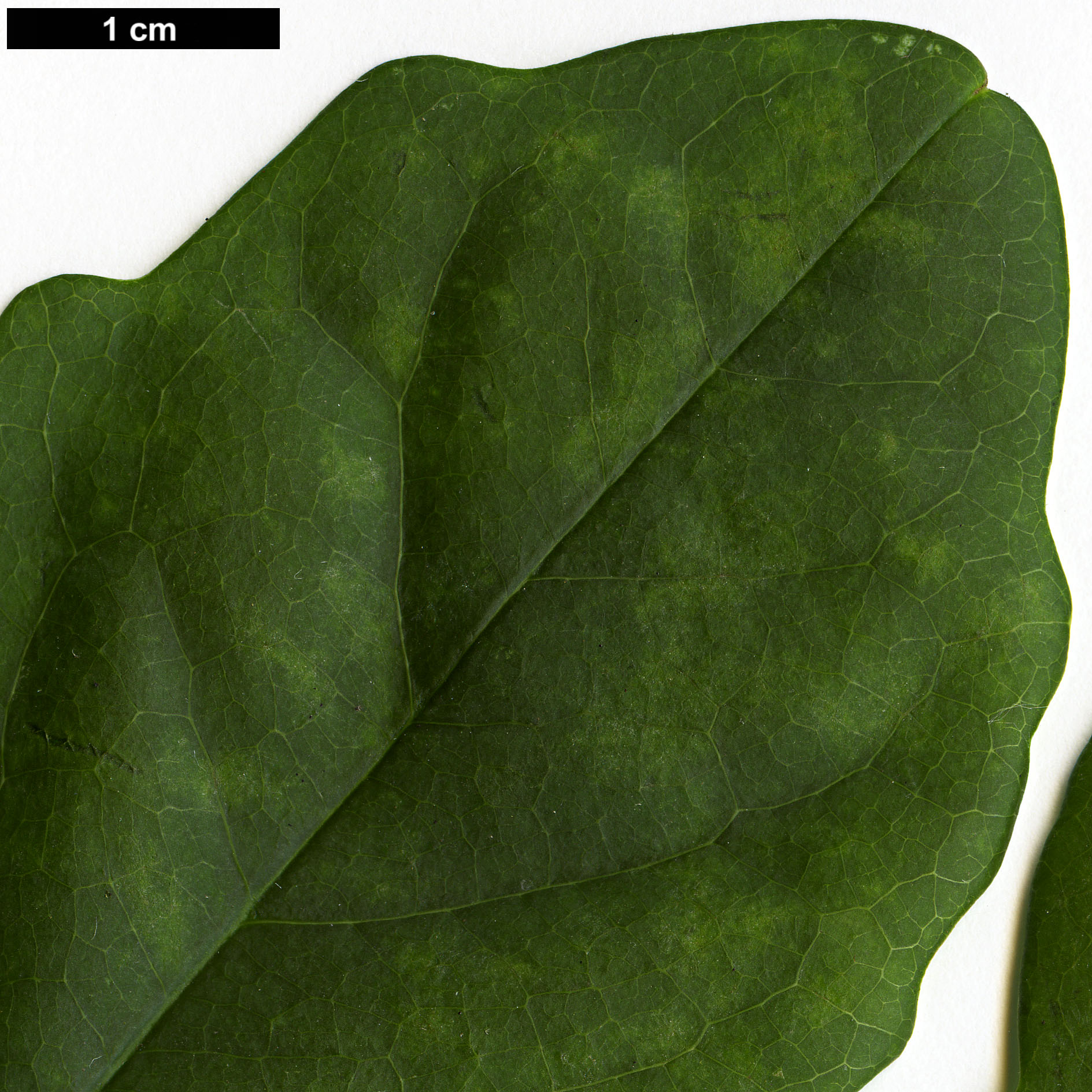 High resolution image: Family: Lardizabalaceae - Genus: Akebia - Taxon: ×pentaphylla (A.quinata × A.trifoliata)